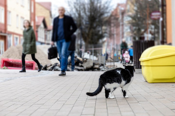 Naklejka na ściany i meble homeless cat on a city street amid pedestrians