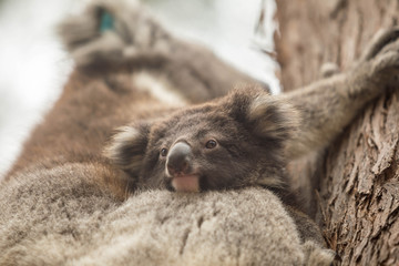 wilde Koala-Mama mit Jungem (Joey)