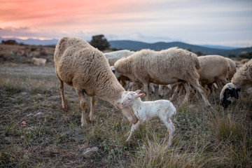 Oveja recién nacida al atardecer