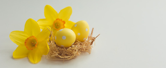 Fototapeta na wymiar Colorful polka dot Easter eggs with fresh daffodils flowers, banner, selective focus