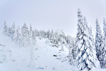 Naklejka premium winter landscape - mountain pass with snowy trees and rocks visible from under the snow