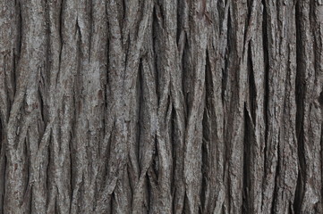 bark