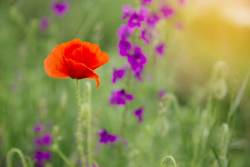 Beautiful poppies