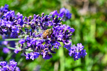 Obraz premium Bee (Apis) on lavender (Lavandula angustifolia) at a wild herb meadow.