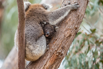 wilde Koala-Mama mit Jungem (Joey)