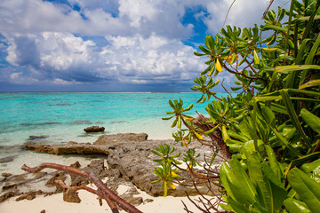 Maldive Sand Beach and green palm foliage view
