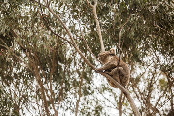 Fototapeta na wymiar wilder Koala schwingt auf dünnem Ast