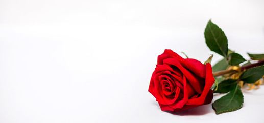 Fototapeta premium A beautiful red rose with green leaves lies in the right corner on a white background. The concept of the holiday is St. Valentine's Day, March 8, Women's Day, Mother's Day. Isolated. Banner.