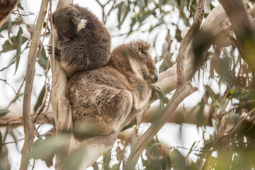wilde Koala-Mama mit Jungem (Joey)