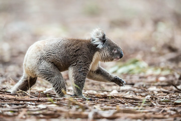 Koala wechselt den Baum