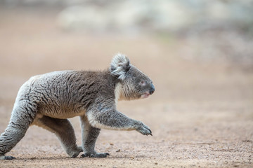 Koala wechselt den Baum © Dominik Rueß
