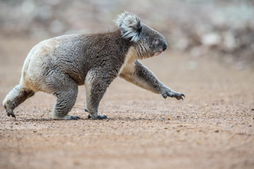 Koala wechselt den Baum