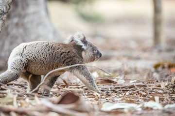 Koala wechselt den Baum