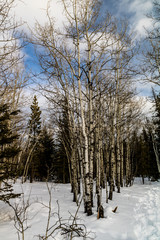 The back country still holds it's snow. Exshaw, Alberta, Canada