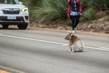 Koala überquert Straße