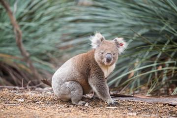 wilder Koala im Unterholz