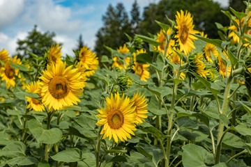 Beautiful sunflowers with honey bees bees collecting nectar. Huge yellow flowers. Green trees, bright blue sky and white fluffy clouds in the blurred background