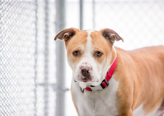 A red and white Pit Bull Terrier mixed breed dog in an animal shelter