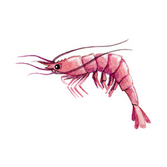 Raw shrimp watercolor image. Hand drawn single wild prawn illustration. Marine tasty seafood. Salty water animal. Pink shrimp isolated on white background. 