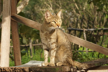 Graue Katze schaut nach rechts