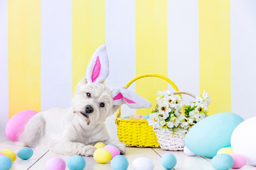 Funny west highland white terrier dressed in rabbit ears is lying on floor. Baskets with colorful eggs, flowers are around on background. Dog is looking at festive decor. Happy easter concept.