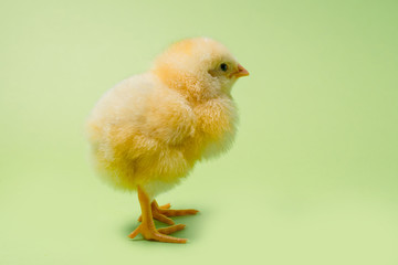 Image of a newborn fluffy fledgling chicken.