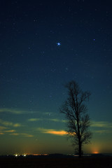Fototapeta na wymiar samotne drzewo na tle rozgieżdżonego nieba