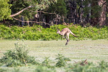 Obraz na płótnie Canvas Känguruh im Grampians Nationalpark