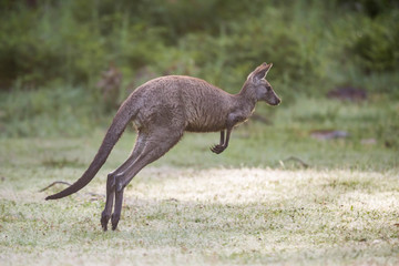 Känguruh im Grampians Nationalpark