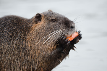 coypu, nutria,  river rat