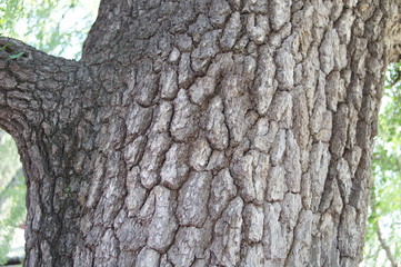 bark