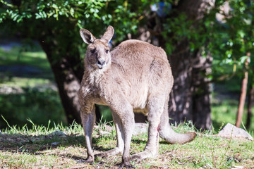 Naklejka na ściany i meble Känguruh im Grampians Nationalpark