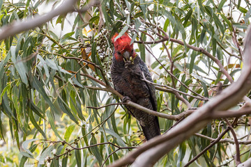 Wilder Helmkakadu, Australien
