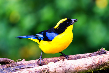 Blue-winged Mountain-tanager, Anisognathus somptuosus, Manizales, Colombia. Yellow, black and blue...