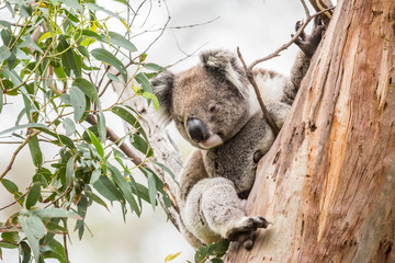 Koala, Cape Otway National Park, Australien
