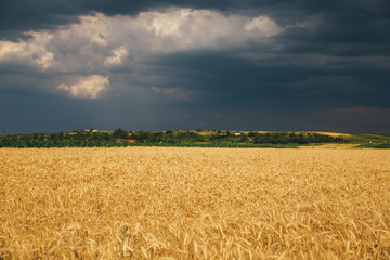 Landscape of wheat field at sunset after rain.
