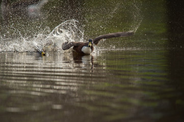 Mallard duck swimming in the lake