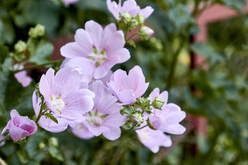 Sidalcea malviflora is a perennial herb in the Malvaceae family