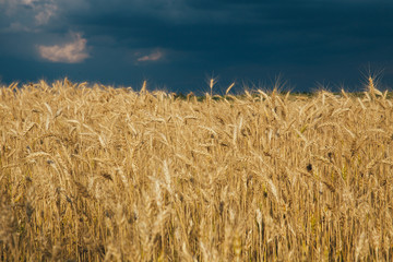 Fototapeta na wymiar Landscape of wheat field at sunset after rain.