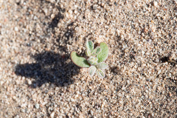 USA, Nevada, Clark County, Eldorado Valley, Boulder City. A recently germinated seedling of the...