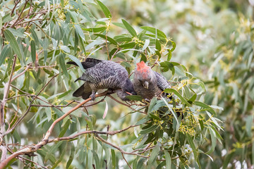 Wilde Helmkakadus, Australien