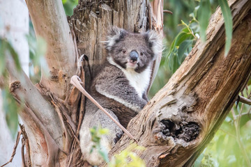 Koala, Cape Otway National Park, Australien