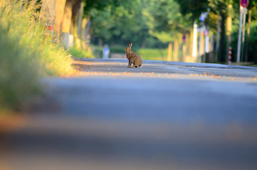 Hare, rabbit in the wild