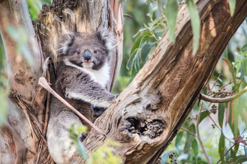 Koala, Cape Otway National Park, Australien