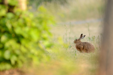 Obraz na płótnie Canvas Hare, rabbit in the wild