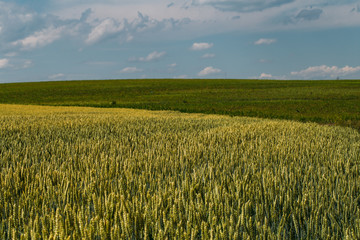Closeup of green wheat in meadows. 