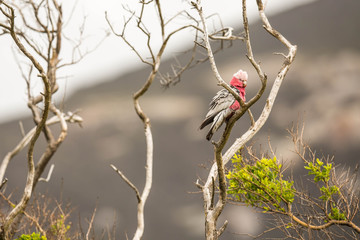 Rosakakadu im Wilsons promontory national park, Australien