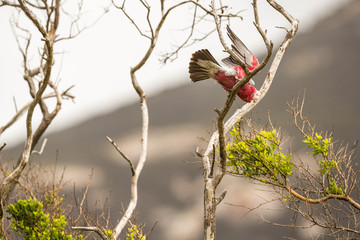 Rosakakadu im Wilsons promontory national park, Australien