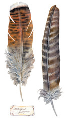 watercolor illustration - large turkey feathers
