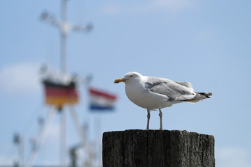 Fototapeta premium Möve an der Nordsee und deutsche und niederländische Flagge im Hintergrund - Stockfoto